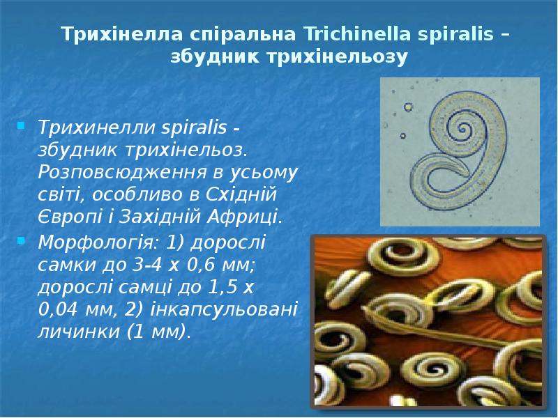 Трихинелли spiralis - збудник трихінельоз. Розповсюдження в усьому світі, особливо в