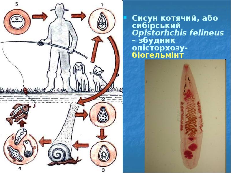 Сисун котячий, або сибірський  Оpistorhchis felineus – збудник опісторхозу- біогельмінт