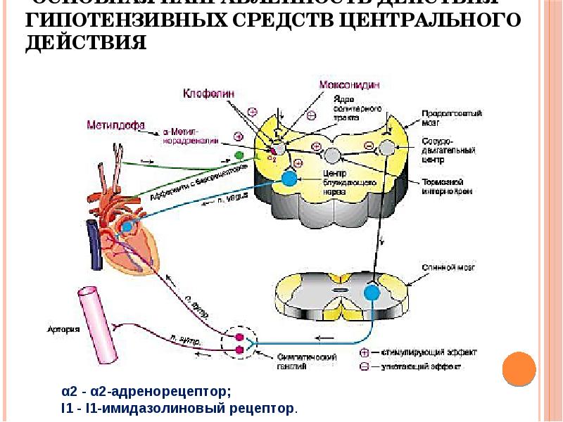 Гипотензивные препараты презентация