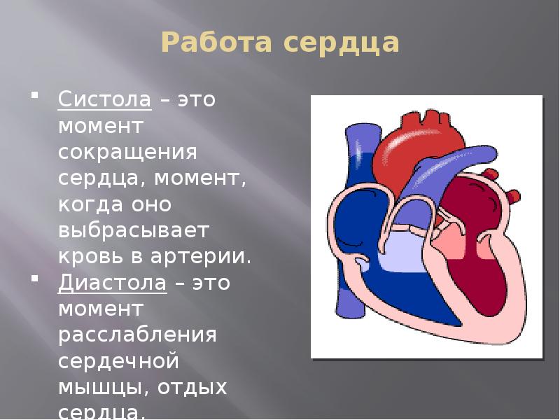 Работа сердца картинки