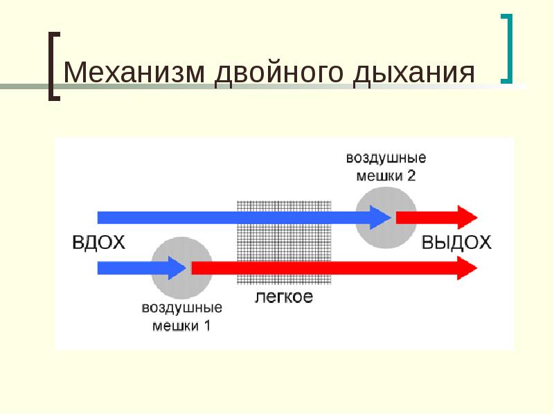 Нарисуйте схему процесса двойного дыхания птиц