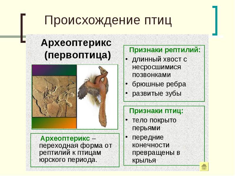 Происхождение пород птиц проект 7 класс