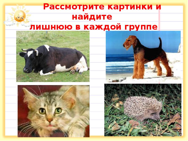 Рассмотрите картинки и найдите лишнюю в каждой группе Рассмотрите картинки и найдите лишнюю в каждой группе