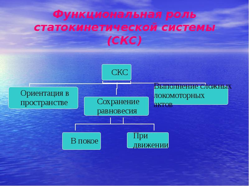 Функциональная роль. Статокинетические анализаторы. Схема функционирования статокинетической системы. Статокинетический анализатор равновесия роль. Функциональные роли.