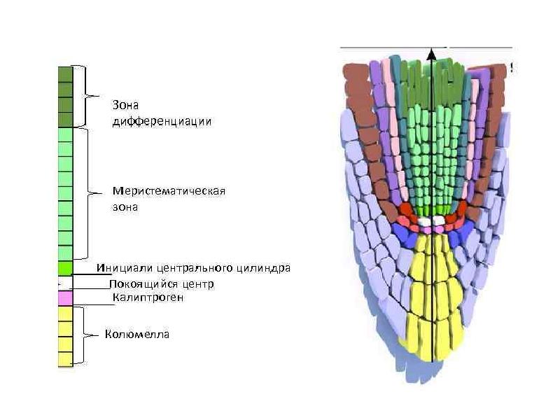 Клетки зоны делятся. Зоны корня зона дифференциации. Зона дифференцировки корня. Зона дифференциации на корне. Зона дифференциация клеток.