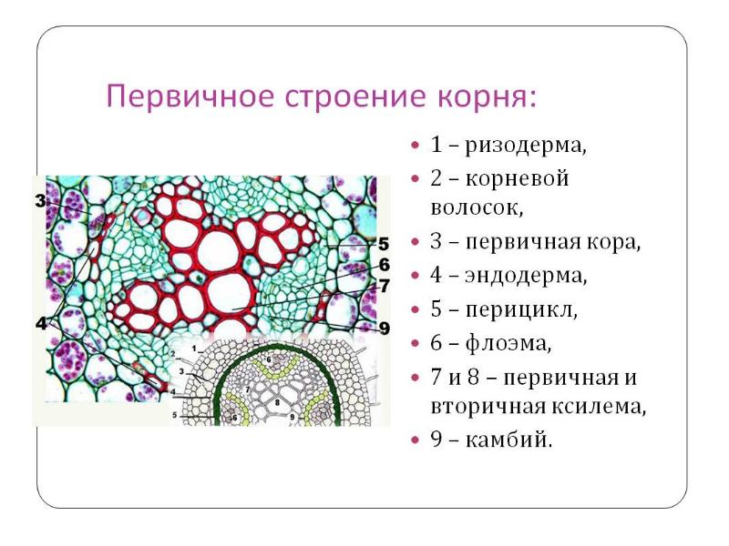 Рисунок первичное строение корня