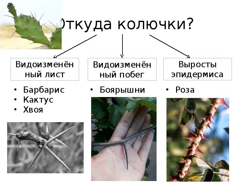 Происхождение органов растений