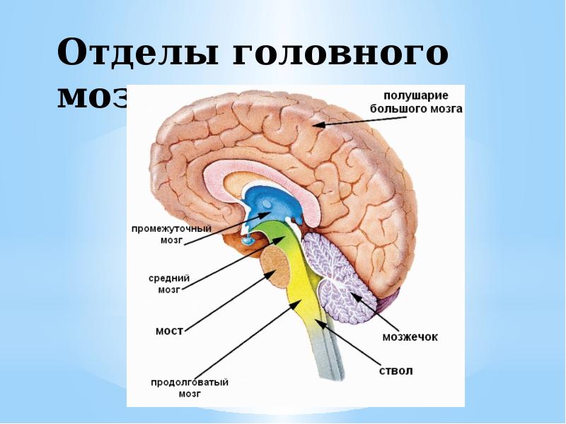 Какой отдел. Отделы головного мозга. Основные отделы головного мозга. Центральный отдел головного мозга. Наибольший отдел головного мозга.