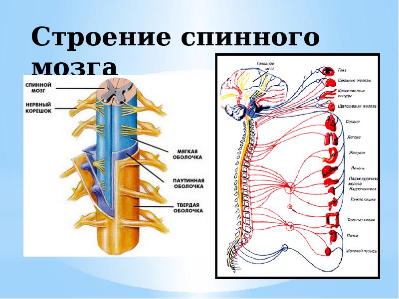 Схема спинного мозга человека