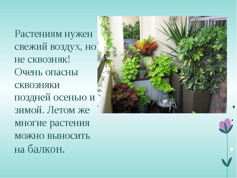 Каким растениям нужна. Свежий воздух комнатные растения. Влияние сквозняка на комнатные цветы. Растениям нужен воздух. Для чего нужен свежий воздух растениям.