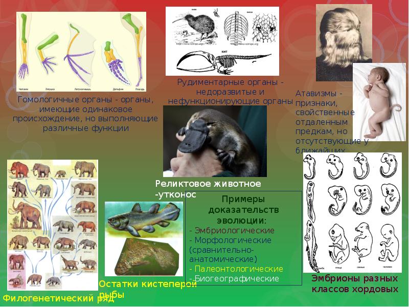 Презентация по биологии 7 класс доказательства эволюции животного мира учение ч дарвина