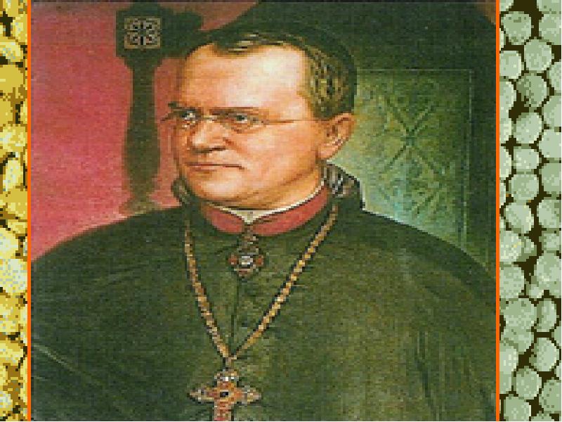 Грегор мендель молодой. Грегор мендель у руля монастыря. Грегор мендель. Грегор мендель священник. Грегор мендель у руля монастыря.