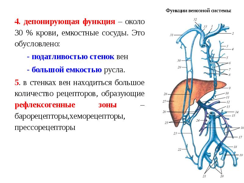 Венозная система человека анатомия схема