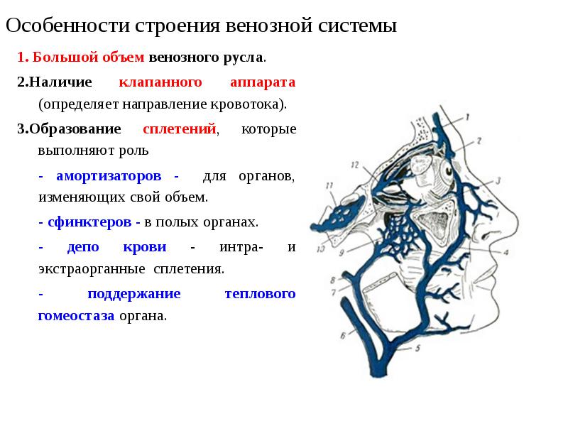 Вены строение