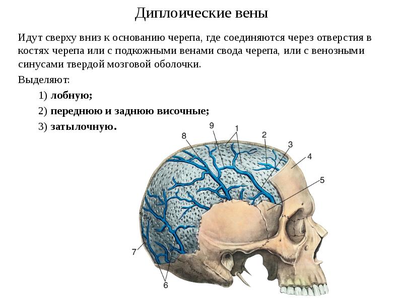 Отток крови от головного мозга. Эмиссарные и диплоические вены. Диплоические вены черепа. Оболочки головного мозга эмиссарная Вена. Диплоические сосуды черепа.