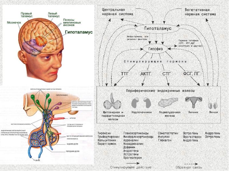Нервная и эндокринная система. Нервная система и эндокринная система. Нервная система вегетативная эндокринная. Эндокринный аппарат человека.
