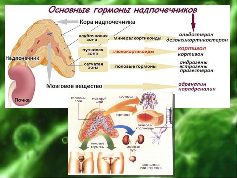 Гормоны надпочечников картинка