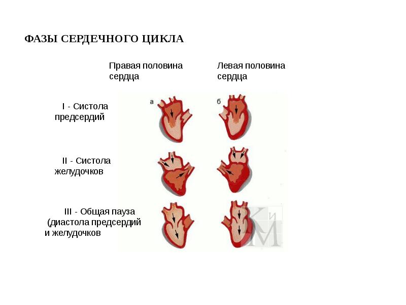 Пассивное наполнение сердца кровью фаза сердечного. Фазы сердечного цикла схема. Сердечный цикл физиология клапаны. Фазы работы сердца. Систола предсердий давление в желудочках.