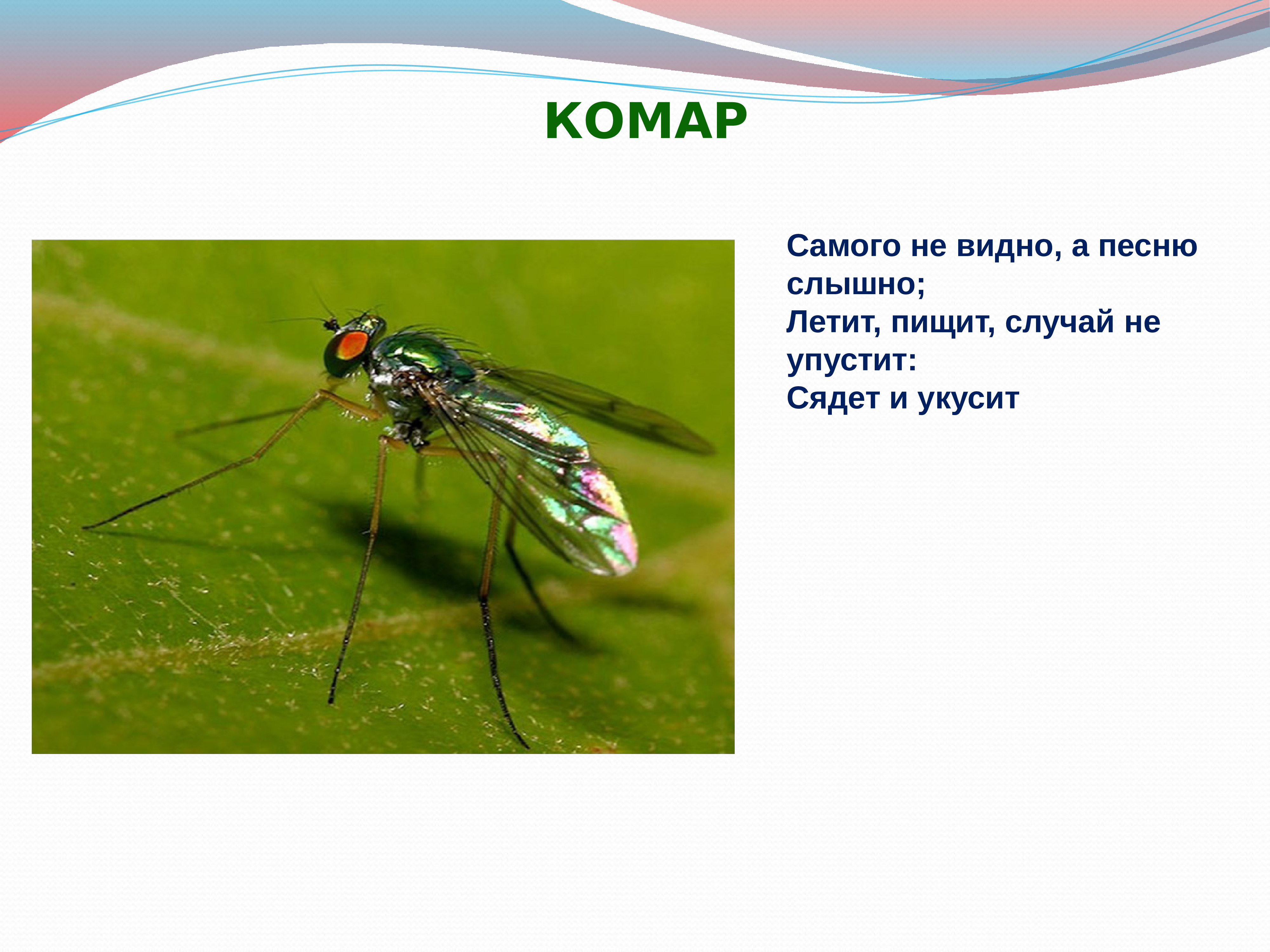 Загадка виден. Самого не видно а песню слышно. Самого не видно а голос тонкий слышно. Загадки. Доклад про комаров 1 класс.