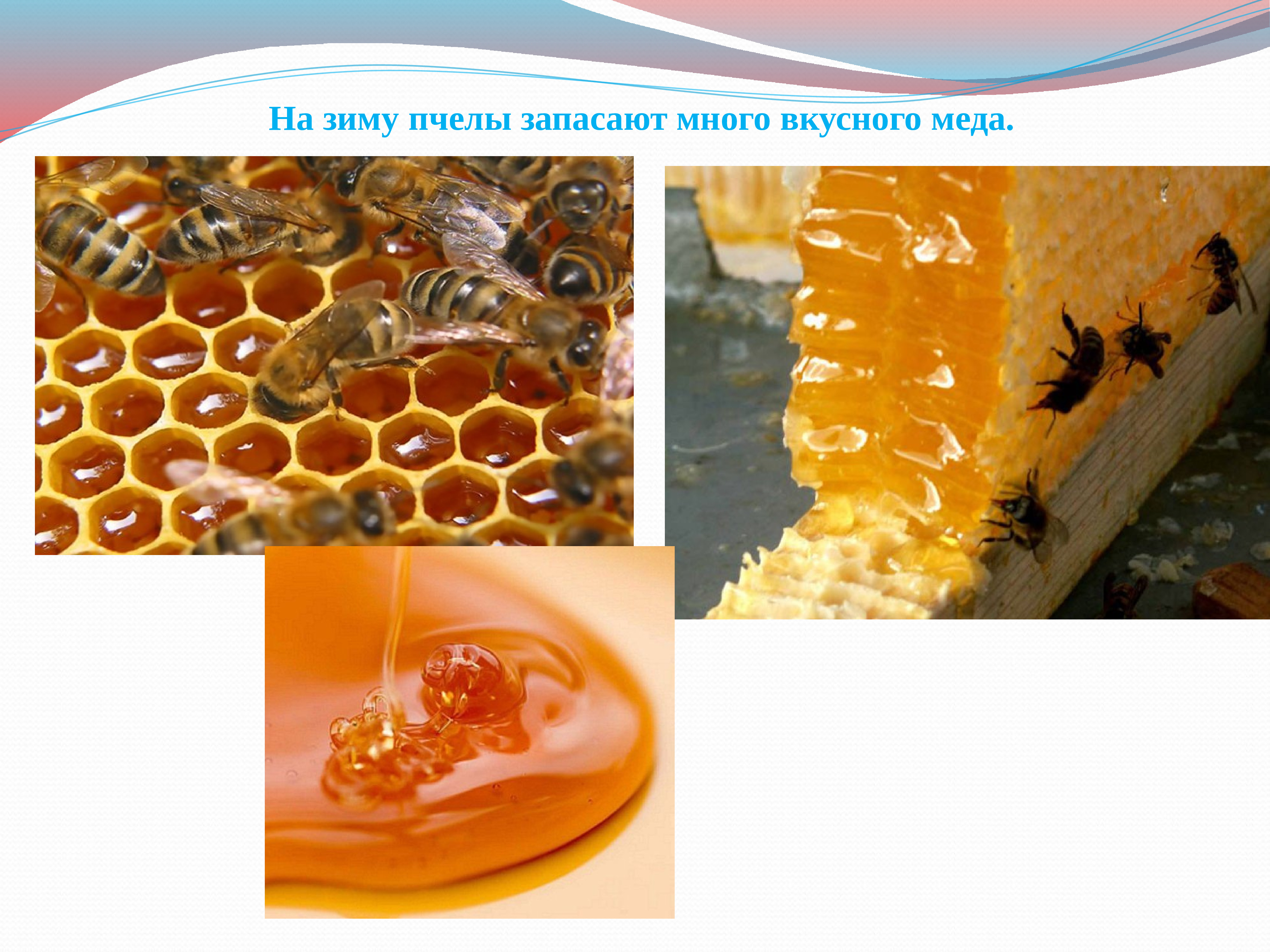 весенний облет пчел. пчёлы дикие зимуют. как зимуют пчелы. как зимуют пчелы. где зимуют пчелы.