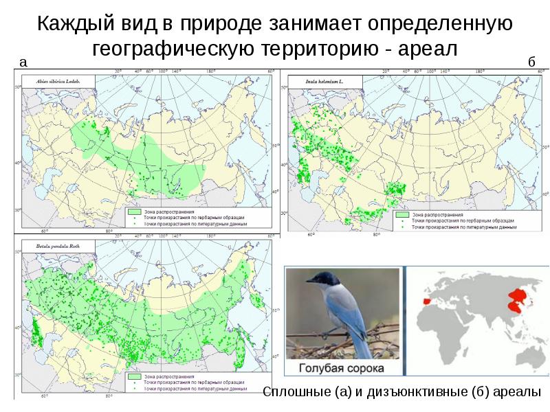 Вид критерии вида презентация 9 класс пасечник