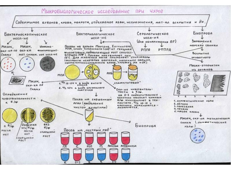 Алгоритм санитарно микробиологического исследования почвы схема