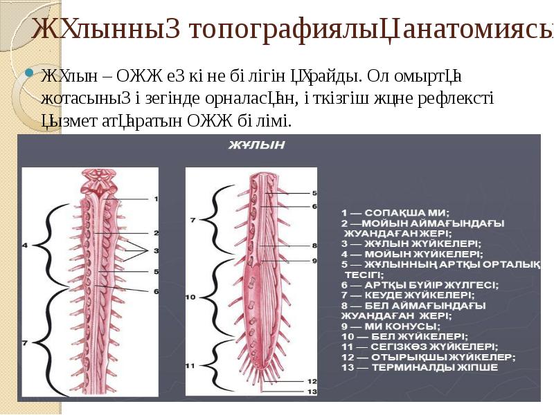 Орталық жүйке жүйесінің құрылысы мен қызметі презентация