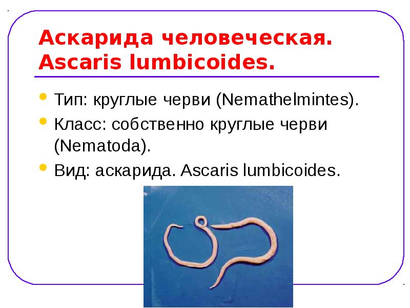 Презентация по гельминтам