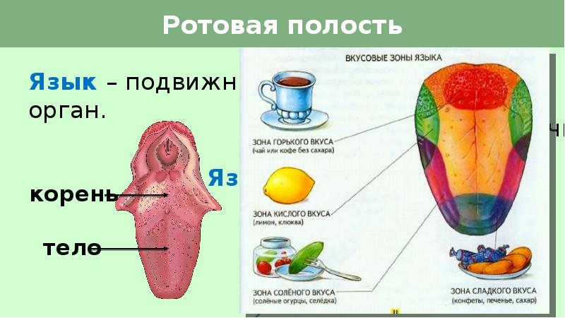 Органы ротовой полости человека егэ рисунок