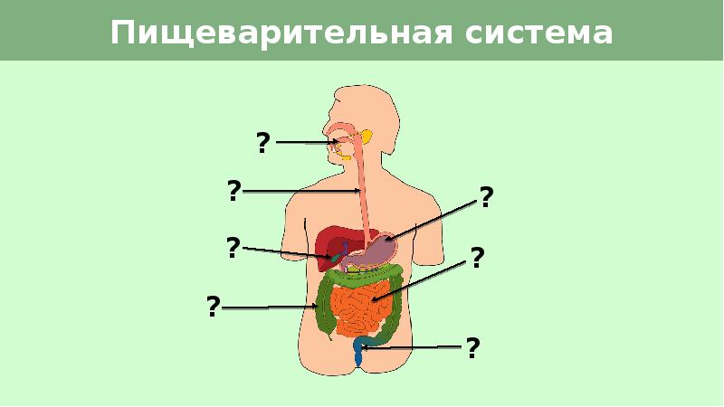 Картинка органы пищеварения человека для детей