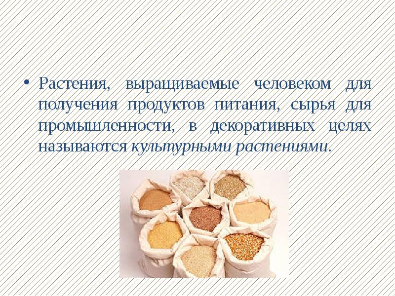 Целью называется. Растения для получения продуктов питания. Какие растения выращивают для получения продуктов питания. Получение продуктов питания проект. Какие растения люди выращивают для получения продуктов питания?.