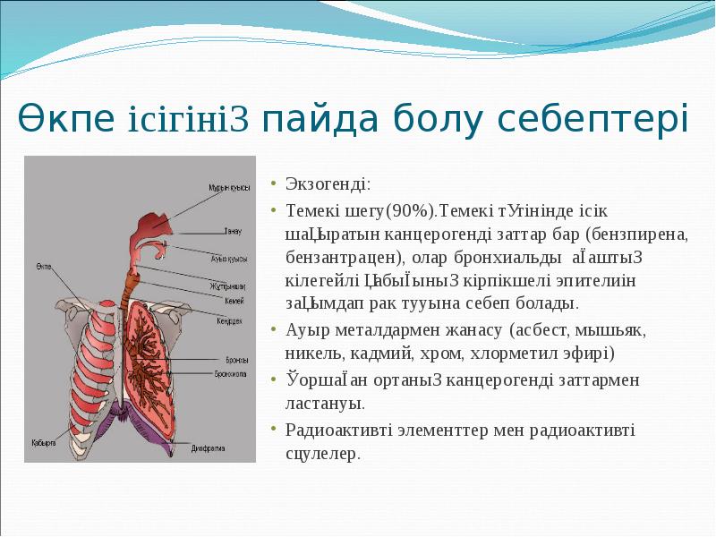 Өкпе анатомиясы презентация