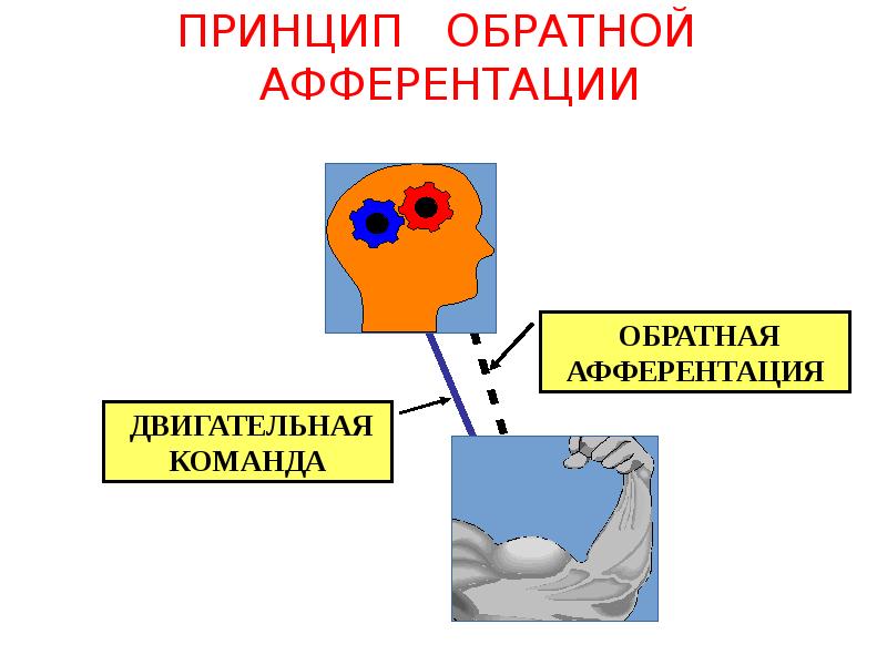 Рефлекторная теория поведения презентация 8 класс