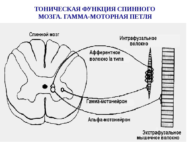 Методы исследования цнс презентация