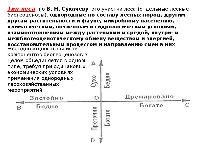 Типология леса презентация