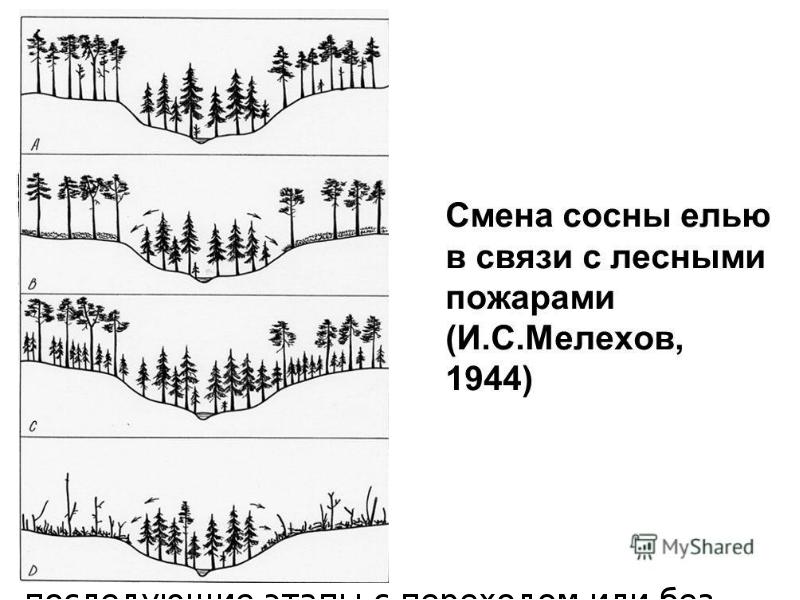 И.С. Мелехов считал важнейшей качественной особенностью типа леса его динамичность. В И.С. Мелехов считал важнейшей качественной особенностью типа леса его динамичность. В