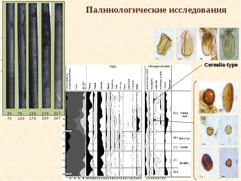 Происхождение и ранняя. Палинологический метод. Палинология фото. Палинологический анализ.