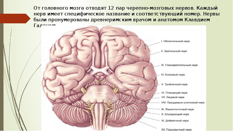 Сколько пар черепных нервов отходит. 12 Пар нервов головного мозга. От головного мозга отходит 12 пар черепных нервов. Пары черепно мозговых нервов анатомия. Головной мозг и черепно мозговые нервы.