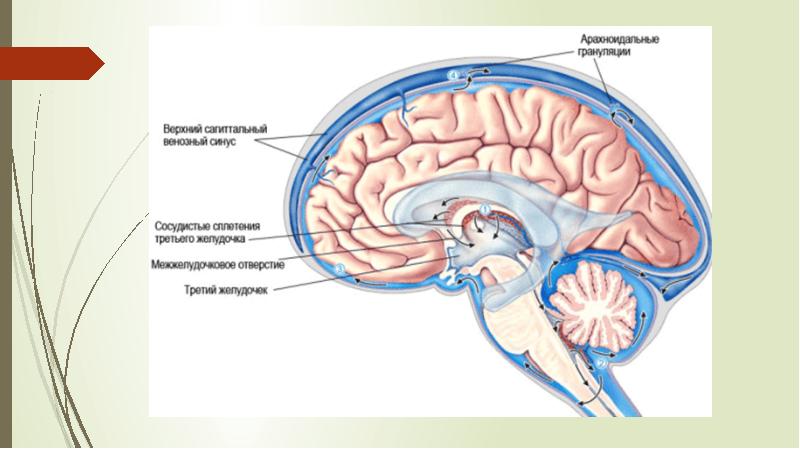 1 желудочек находится. Оболочки и желудочки головного мозга. Сосудистые сплетения желудочков мозга. Сосудистые сплетения желудочков мозга анатомия. Сосудистое сплетение боковых желудочков.
