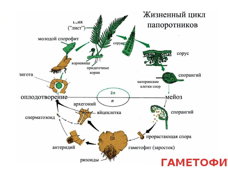 Рассмотрите рисунок на котором представлена обобщенная схема жизненного цикла растений название