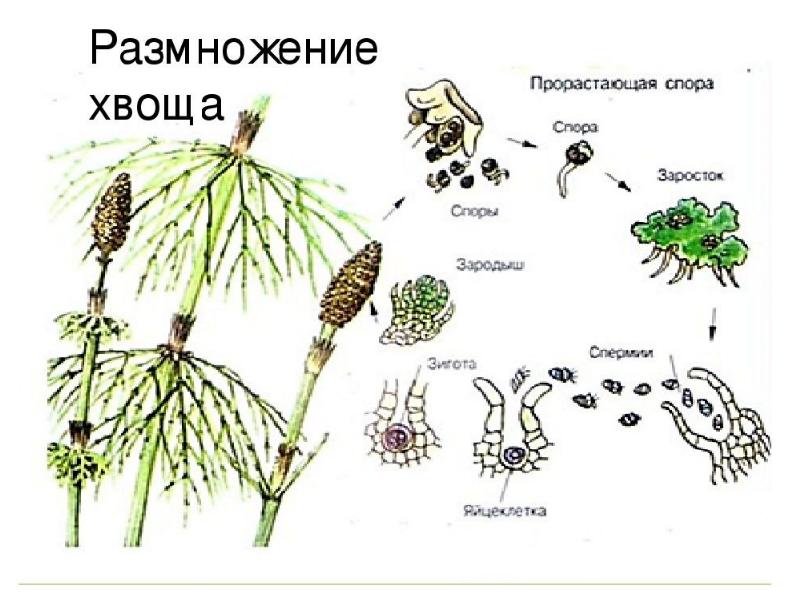 Цикл развития хвоща схема с набором хромосом