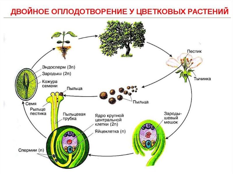 Жизненный цикл покрытосеменных растений презентация