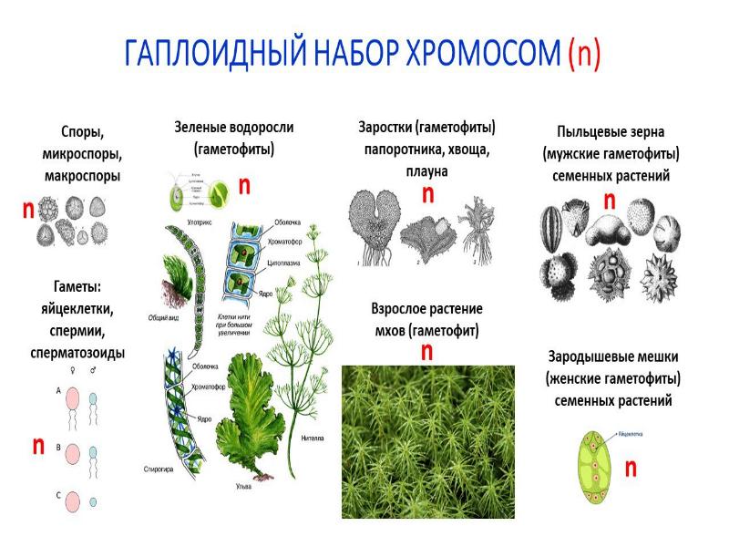 Презентация жизненные циклы растений егэ биология