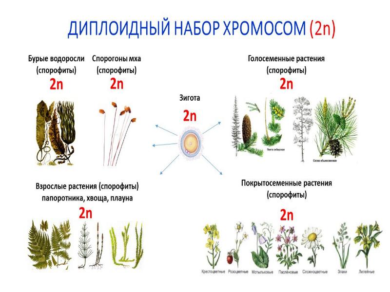 Презентация жизненные циклы растений егэ биология