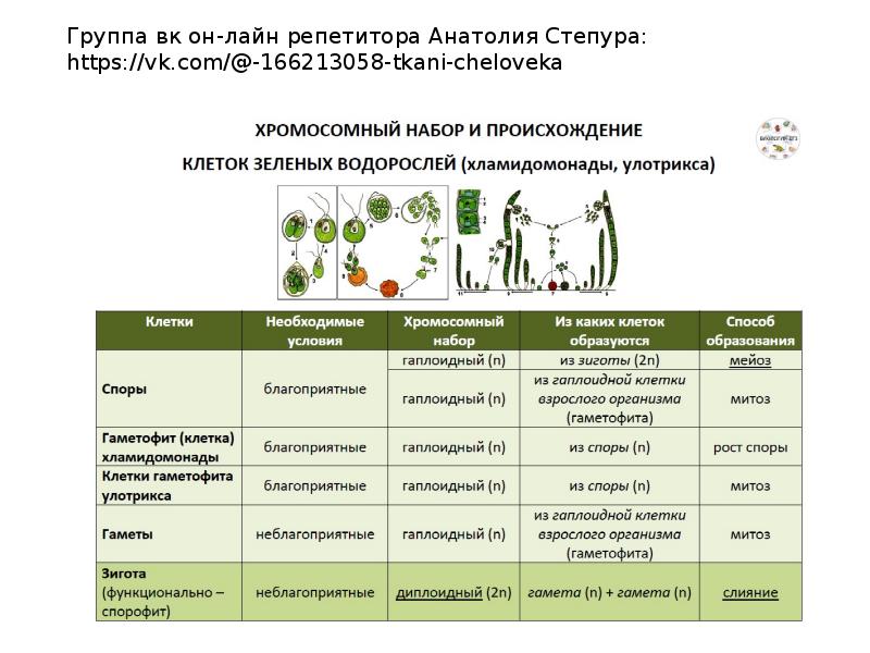 Жизненные циклы растений биология