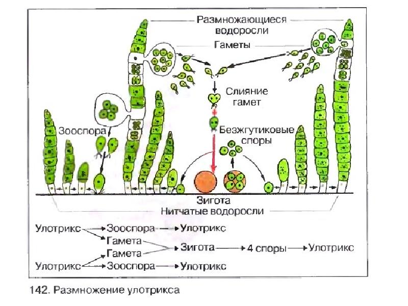 Строение и размножение улотрикса рассмотрите рисунок и ответьте на вопросы