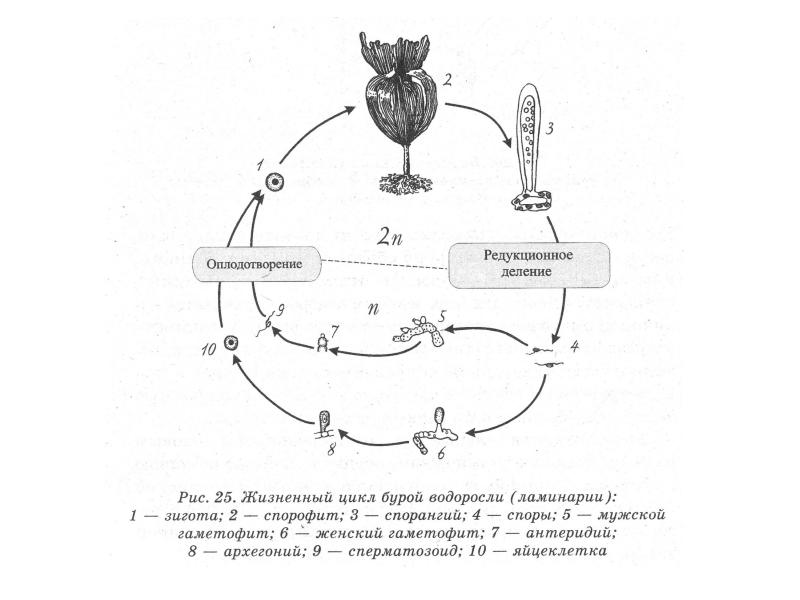 Циклы развития растений схемы егэ шпаргалка