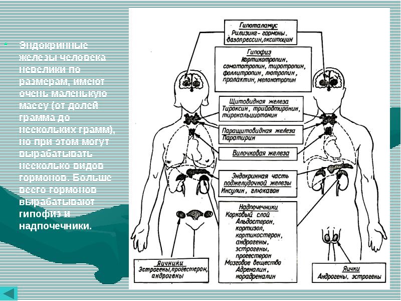 Какой гормон вырабатывают железы внутренней секреции обозначенные на рисунке 1