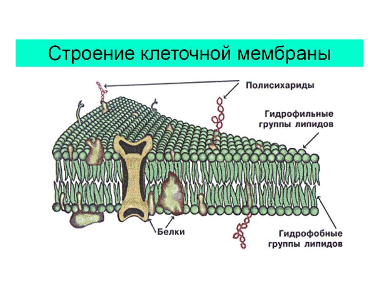 Комплекс клетка. Строение наружной клеточной мембраны. Схема строения клеточной мембраны поперечный срез. Клеточная мембрана гидрофильные головки. Клеточный мембранный комплекс волоса.