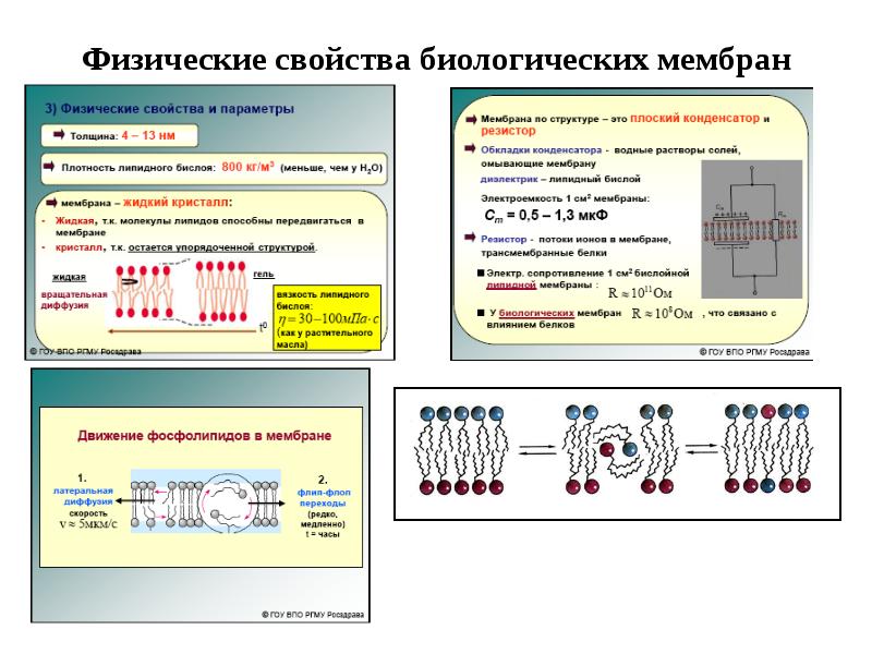 Свойства мембран презентация